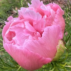 Rosea Plena IMG_0881